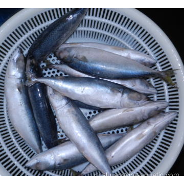 Лучшая цена замороженная тихоокеанская скумбрия рыба 200-300 г запаса